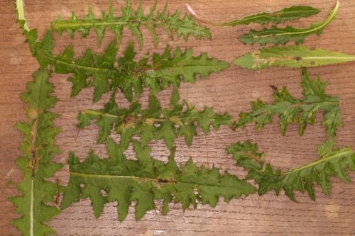 Scrobipalpa acuminatella